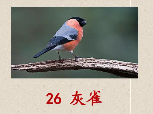 部编人教版小学三年级语文上册26课灰雀课件PPT