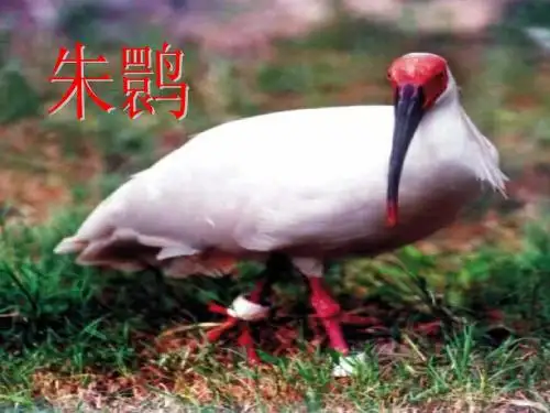 朱鹮飞回来了课件