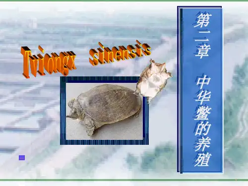 中华鳖的养殖ppt课件