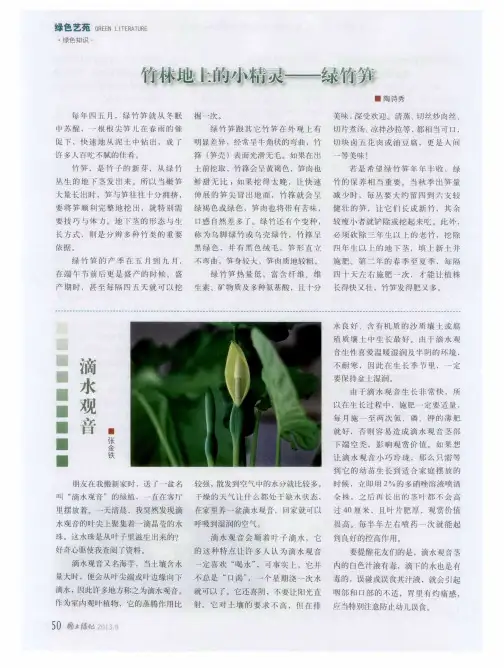 竹林地上的小精灵——绿竹笋