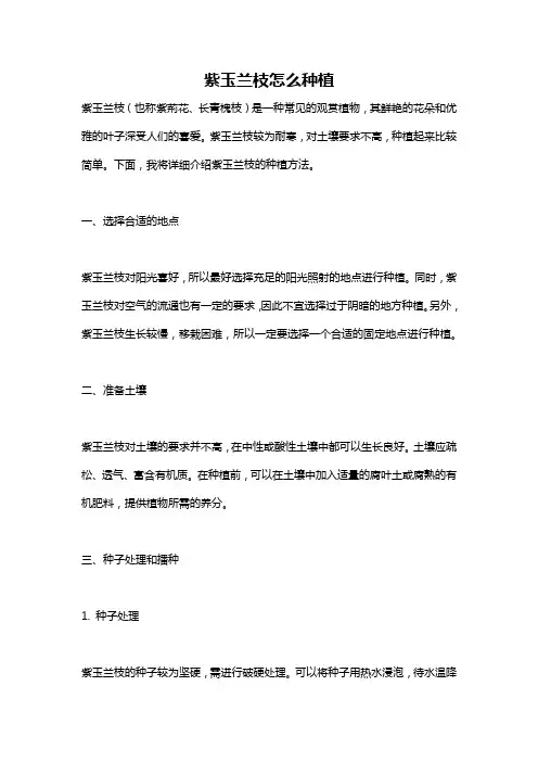 紫玉兰枝怎么种植