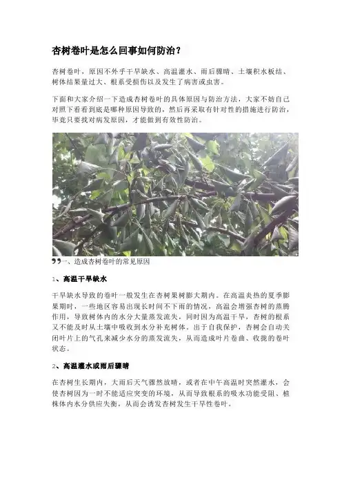 杏树卷叶是怎么回事如何防治
