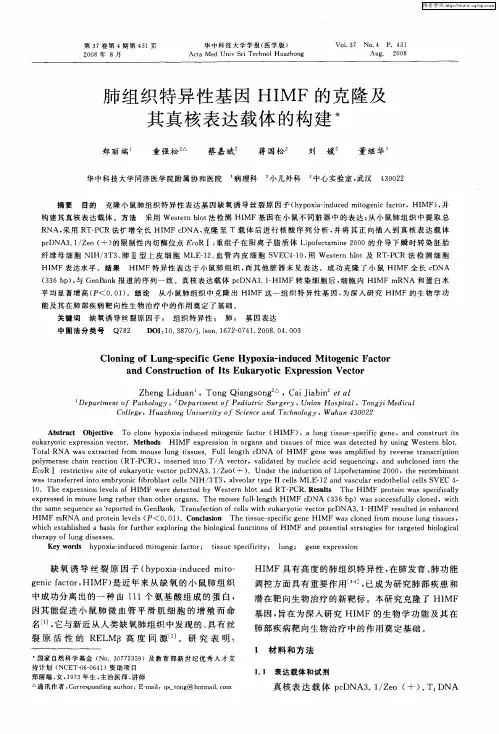 肺组织特异性基因HIMF的克隆及其真核表达载体的构建