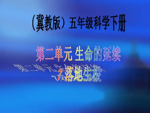 五年级下册科学课件-7落地生根 ｜冀教版 (25页PPT)