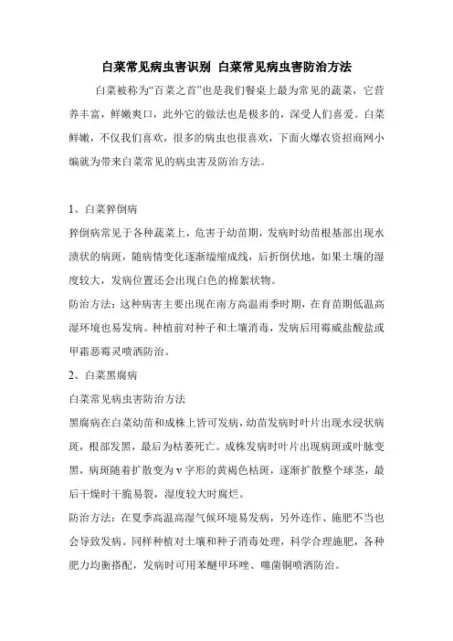 白菜常见病虫害识别 白菜常见病虫害防治方法