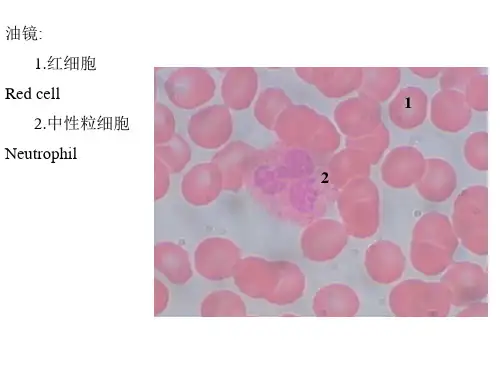 组培实验复习
