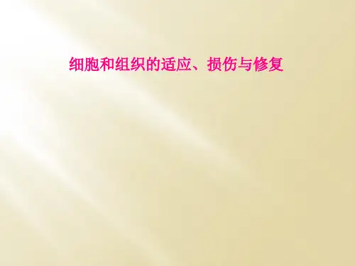 细胞和组织的适应、损伤与修复