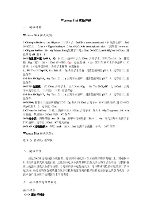 Western Blot 实验详解