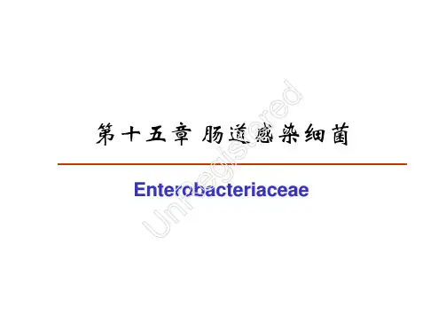 15 肠道感染细菌