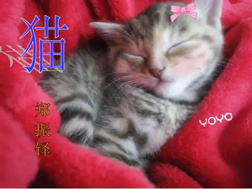郑振铎《猫》ppt课件
