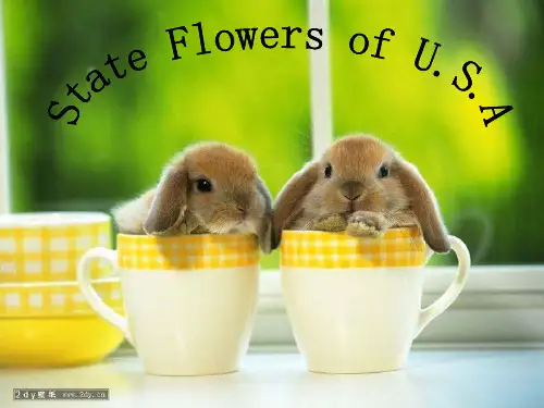 美国州花_State_Flowers_of_U.S.A
