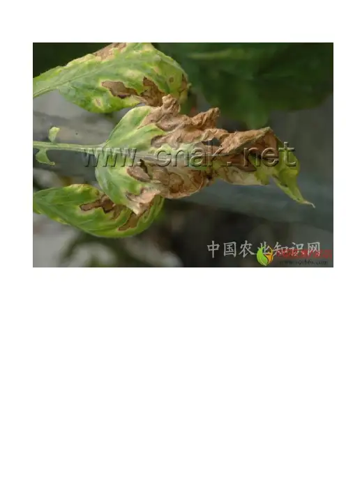 番茄晚疫病