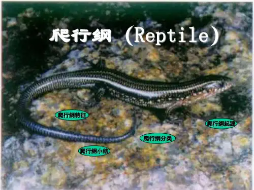 爬行纲