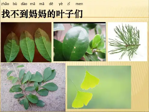 一上14这是谁的叶