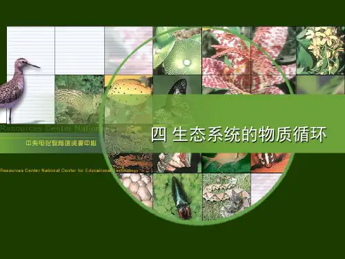 生态系统的物质循环1