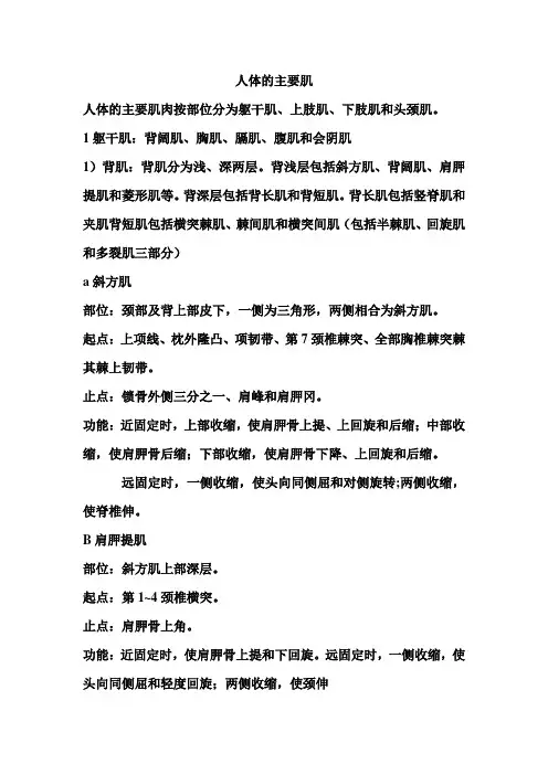 人体的主要肌