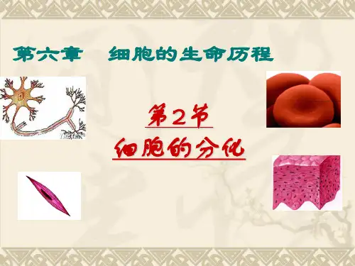 《细胞分化》