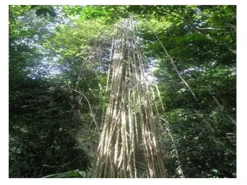高二化学氮族元素课件(第一课时)