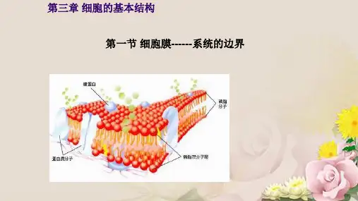 人教版必修1 生物:3.1 细胞膜——系统的边界 课件(共21张PPT)