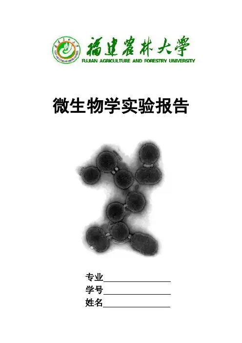 微生物学实验报告格式