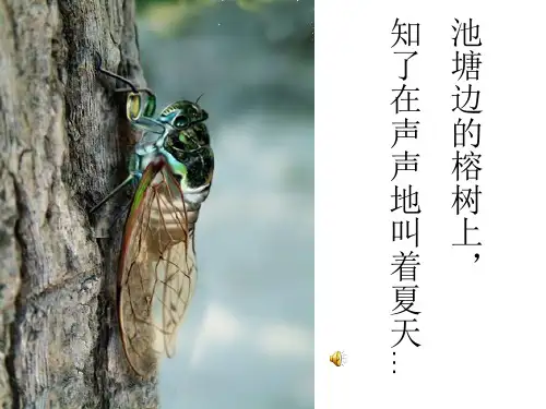 13课夏感