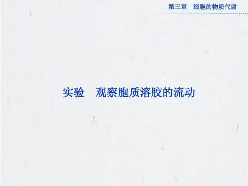 实验 观察胞质溶胶的流动