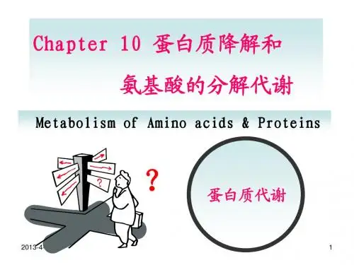 10蛋白质的降解和氨基酸的分解代谢