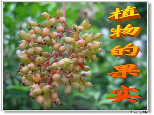果实   二年级科学课件