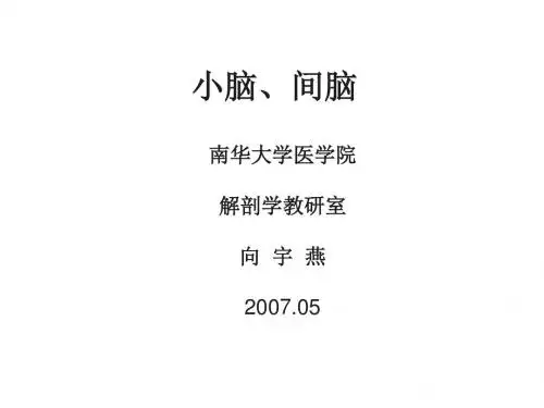小脑间脑