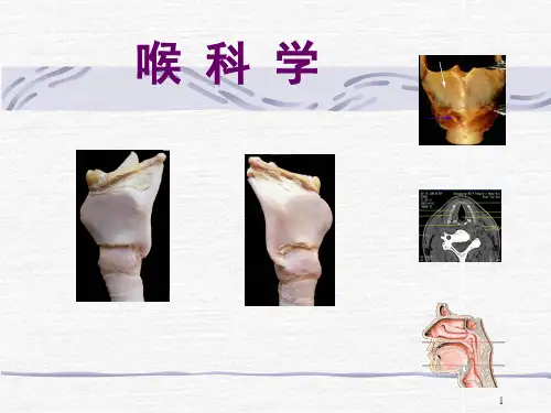 喉部解剖 生理