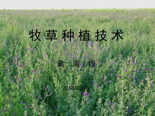 牧草种植技术