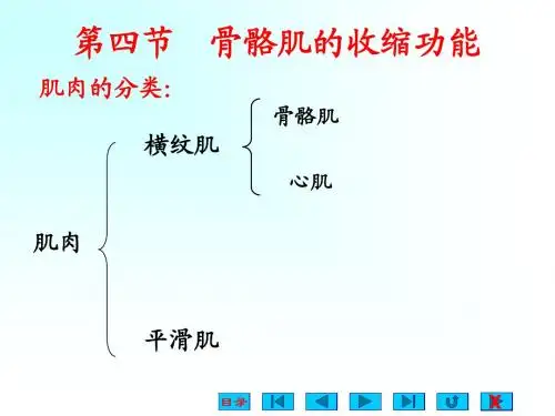 肌细胞的收缩功能
