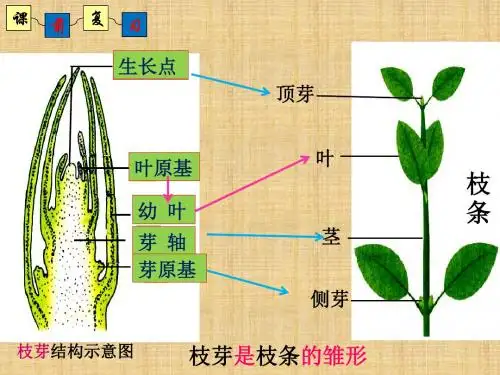 初中八年级生物上册 4.1.7《植物的营养生殖》名师优质课件2 (新版)济南版