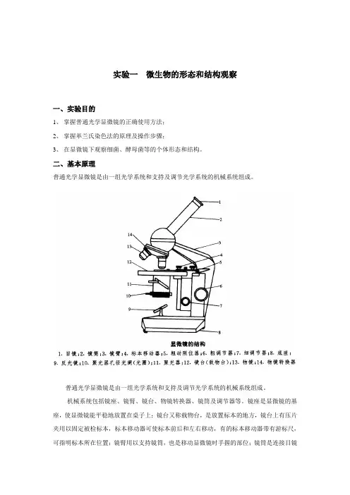 微生物的形态和结构观察