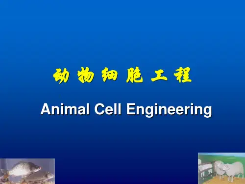 第1章 绪论