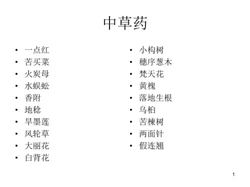 户外采集中草药
