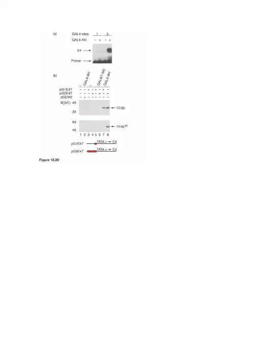 分子生物学图片12