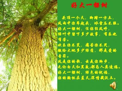 《那树》