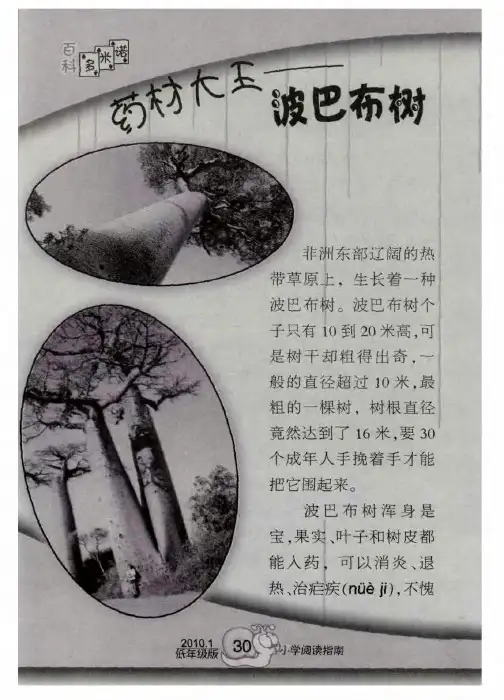 药材大王——波巴布树
