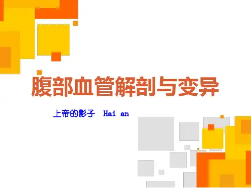 腹部血管解剖与变异