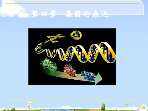人教版高中生物必修二第4章第1节基因指导蛋白质的合成 课件(共29张PPT)