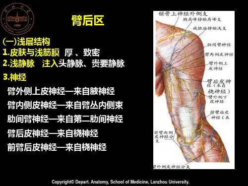 臂后区、肘前区、前臂前区