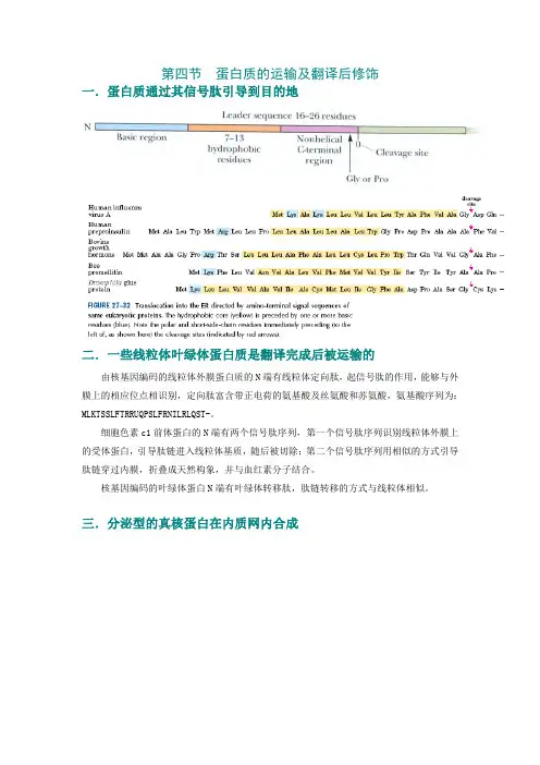 蛋白质的运输及翻译后修饰