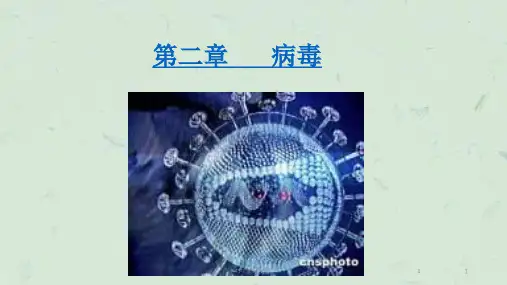 人教版初中生物八年级上册病毒