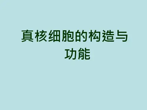 真核细胞的构造与功能
