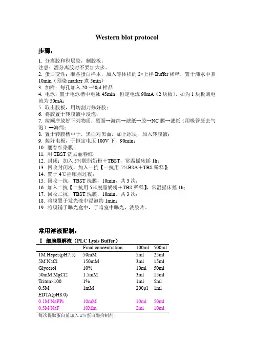 western blot步骤