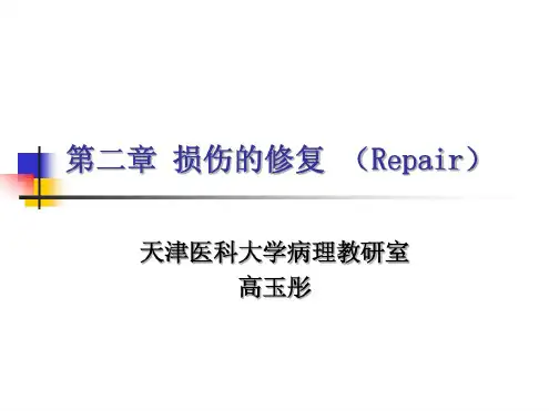 第二章损伤的修复 (2)
