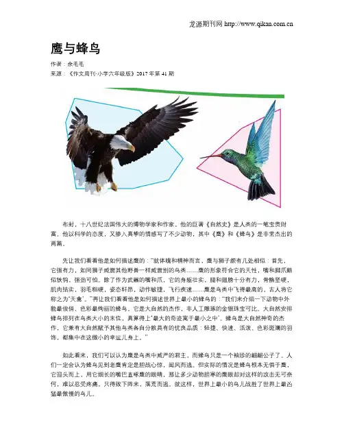 鹰与蜂鸟