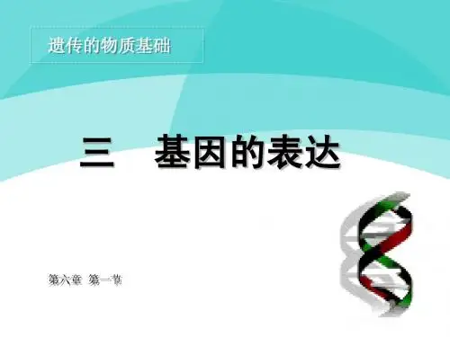 基因的表达