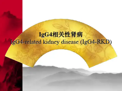 【肾内科 课件】IgG4相关性肾病